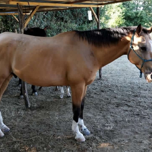 Kastrat Buckskin
